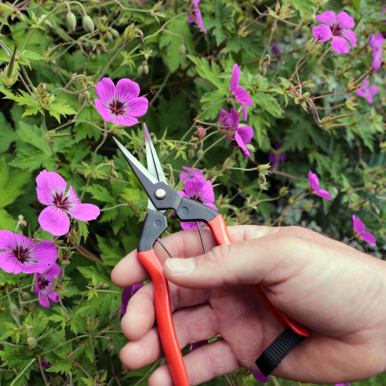 Niwaki Garden Snips 2